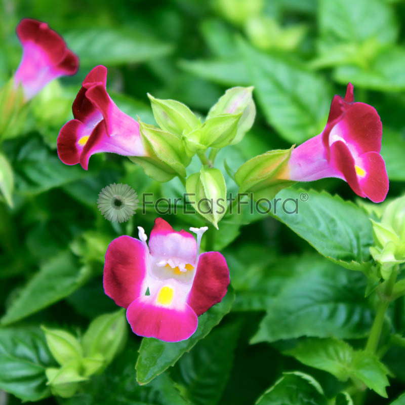 Torenia