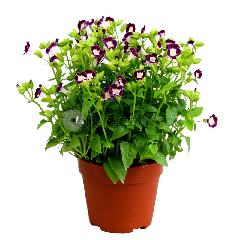 Torenia (P15c)