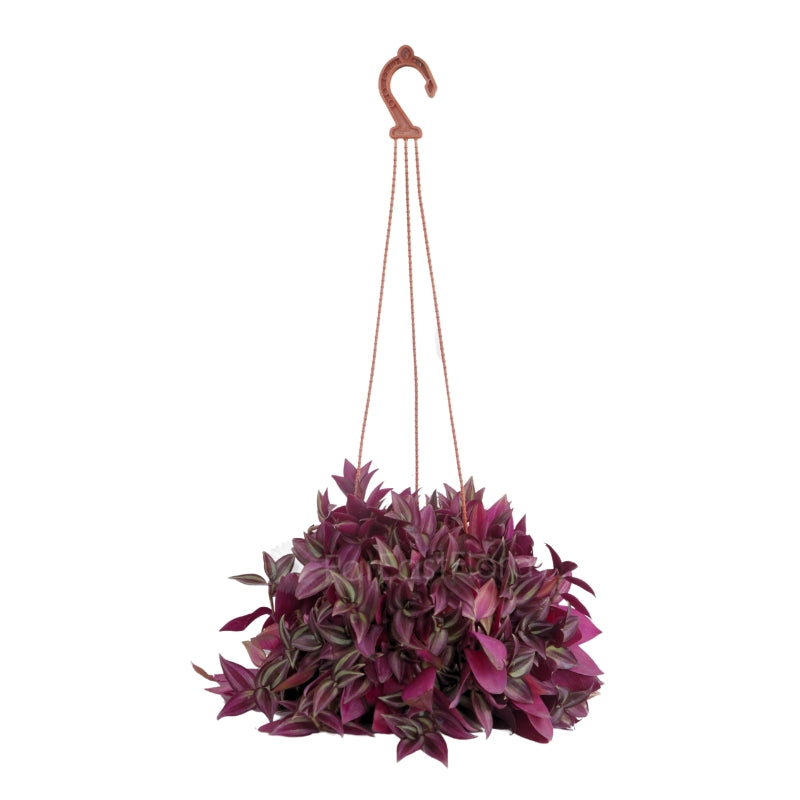 Tradescantia Purple Zebrina (p15C)