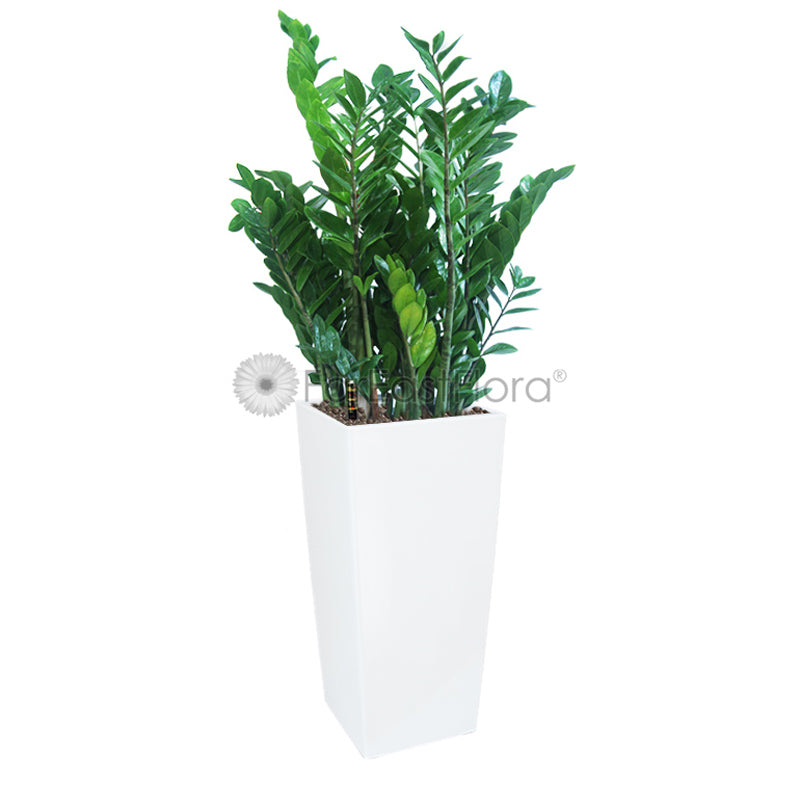 Zamioculcas In Plantplus Pot