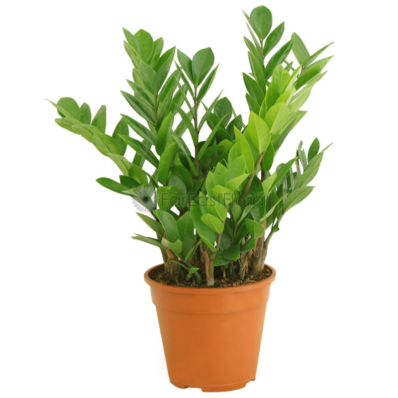 Zamioculcas P17c