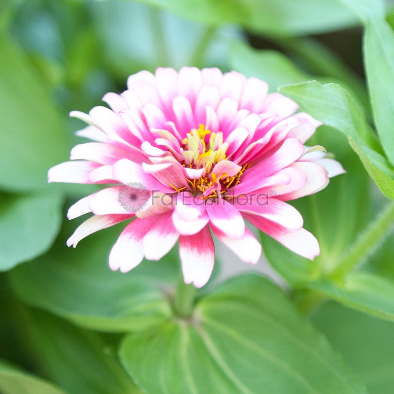 Zinnia closeup Pink