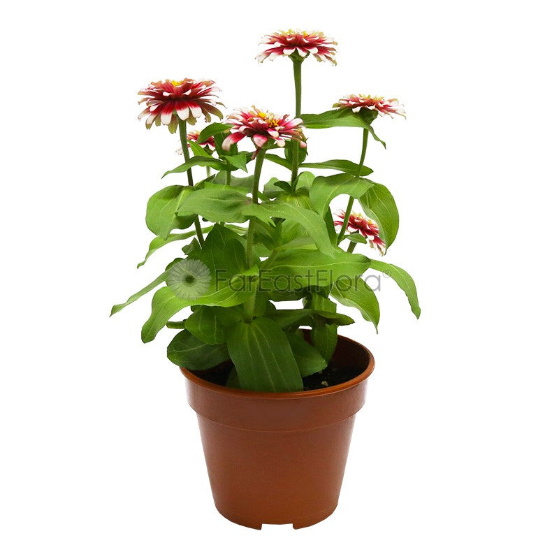 Zinnia Red (P15c)