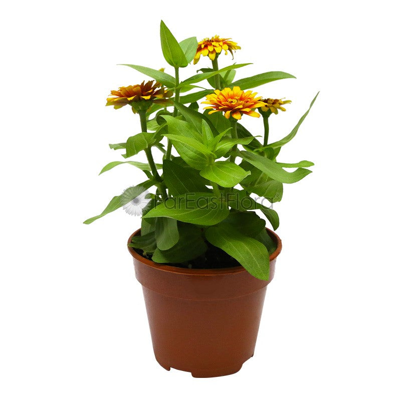 Zinnia Orange (P15c)