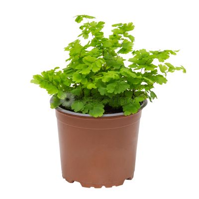 ADIANTUM MONOCOLOR P12C (YG)