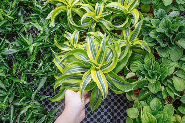 How To Shop For Plants