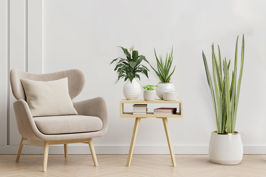 4 Benefits of Houseplants