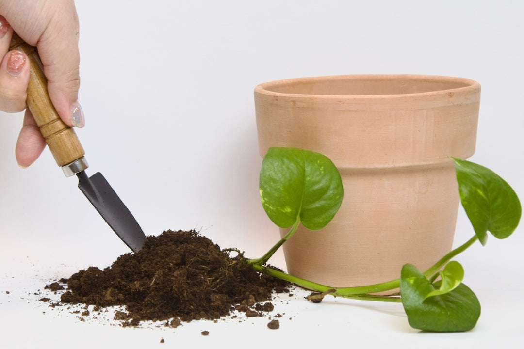 Find the ultimate soil for your plant!