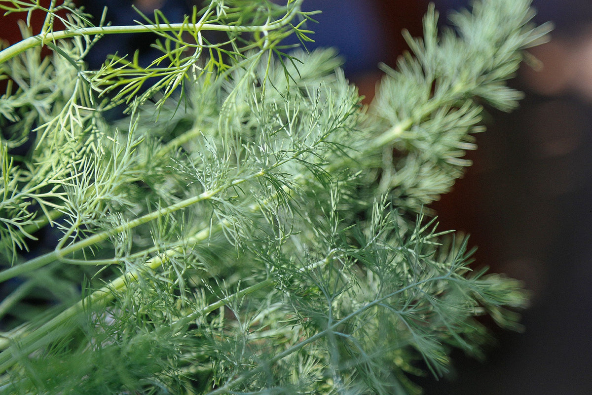 Get To Know: Dill