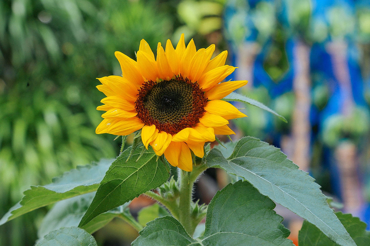 Get To Know: Sunflowers