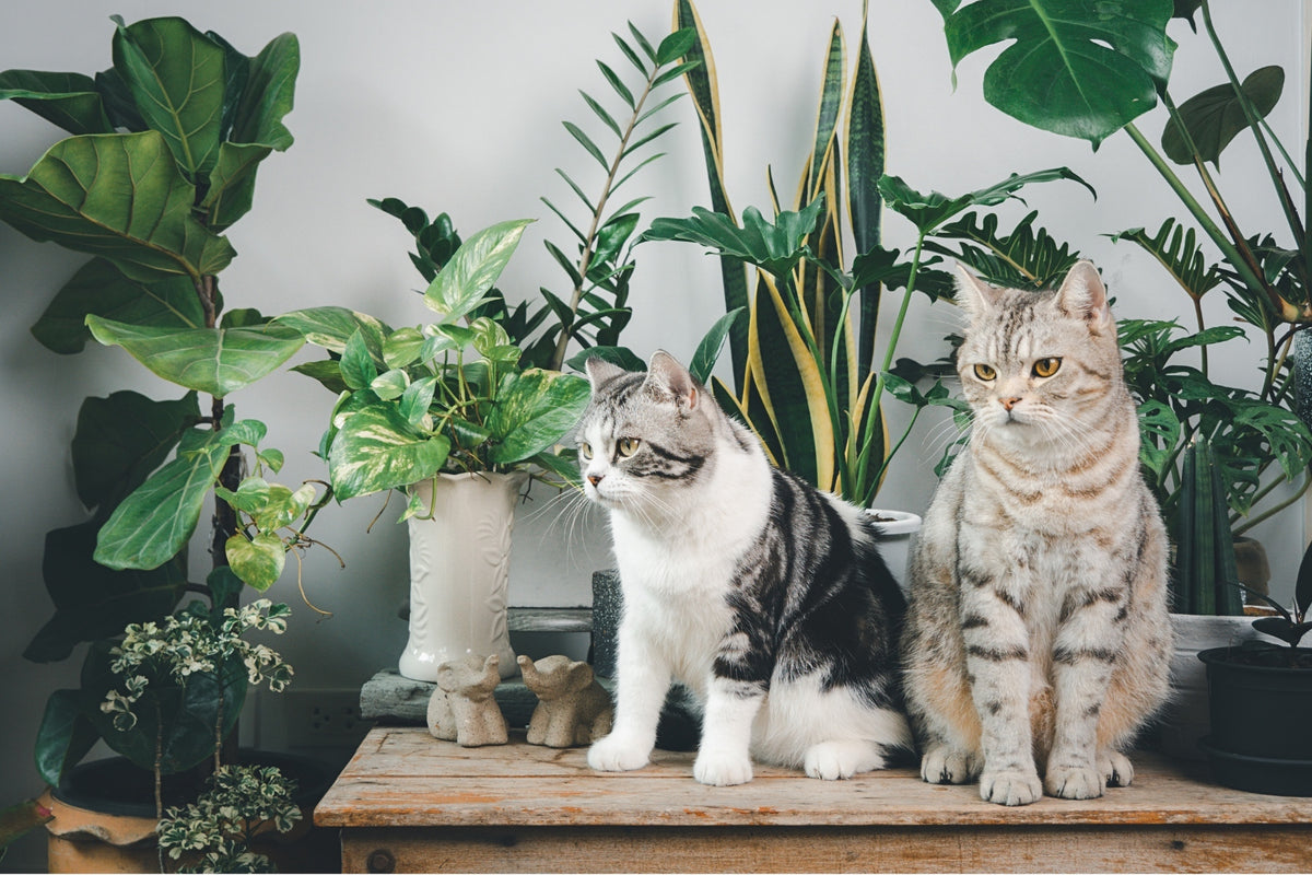 Captivating plant collection for pet owners