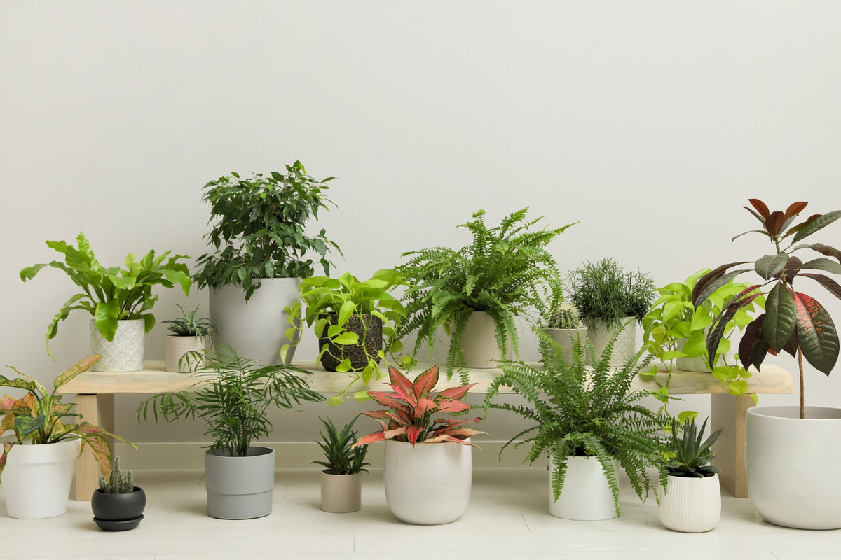 Finding the perfect pot for your plants