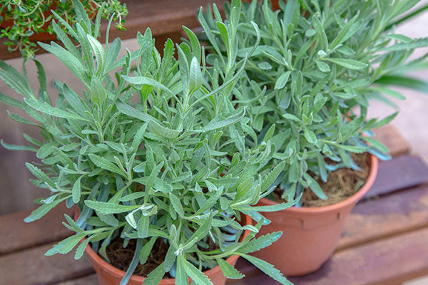 Get to know: Lavandula