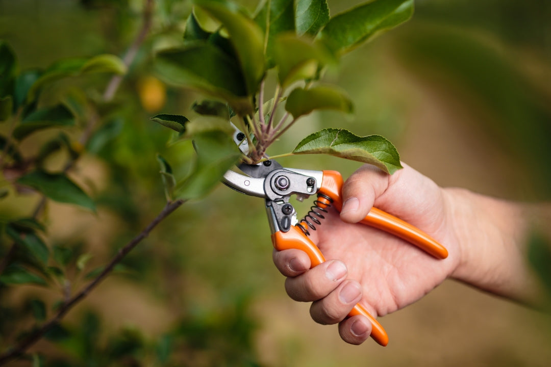 The art of pruning for beginners
