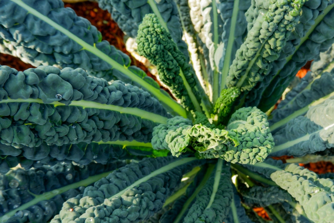 Fresh Kale, Endless Possibilities