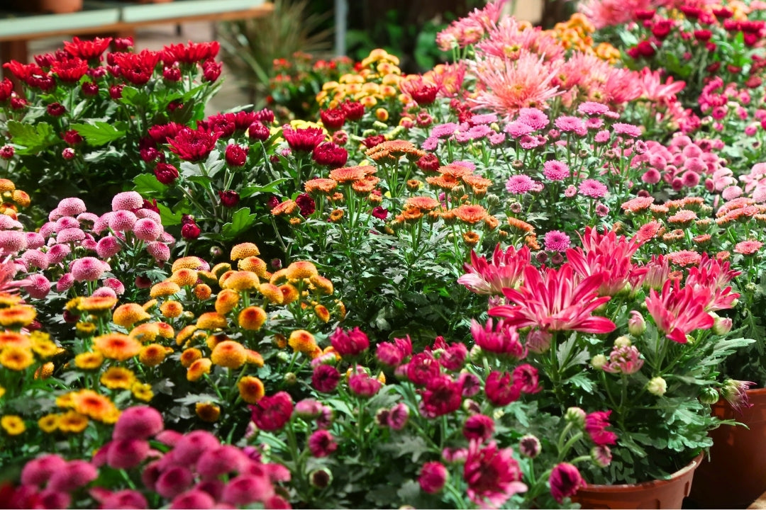 HUAT Your Home: 10 Auspicious Plants That Symbolise Wealth &amp; Good Fortune