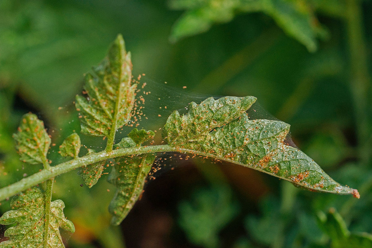 6 Common Houseplant Pests