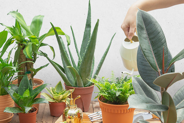 6 Benefits of Gardening