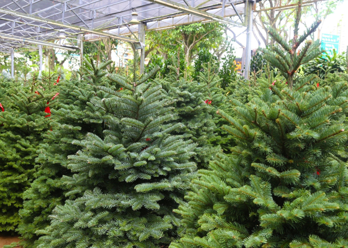 Find Your Perfect Tree This Christmas!