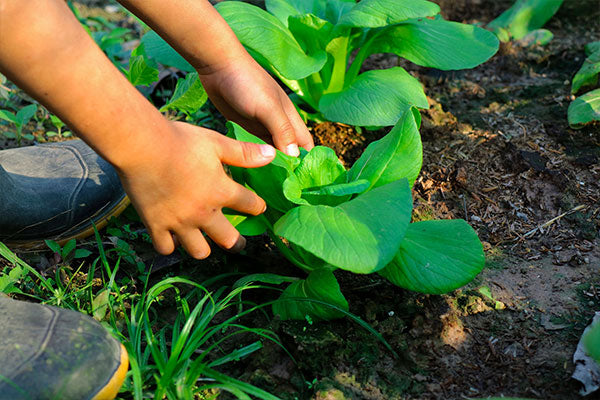 Gardening For Kids
