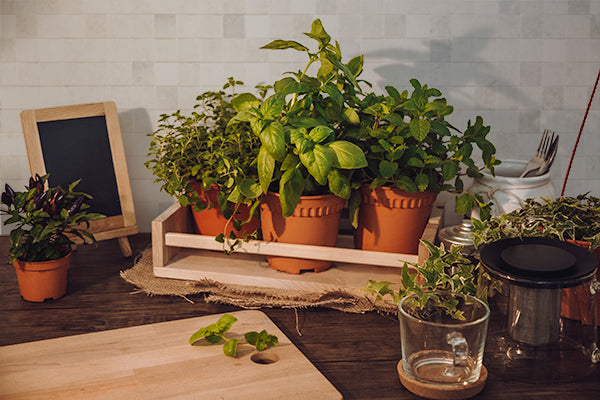 Grow Your Own Kitchen Garden 