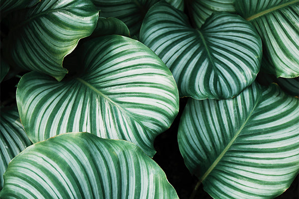 Get to Know: Calathea
