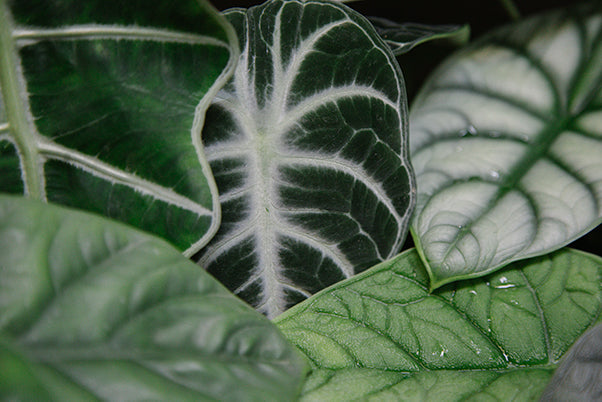 Get To Know: Alocasia