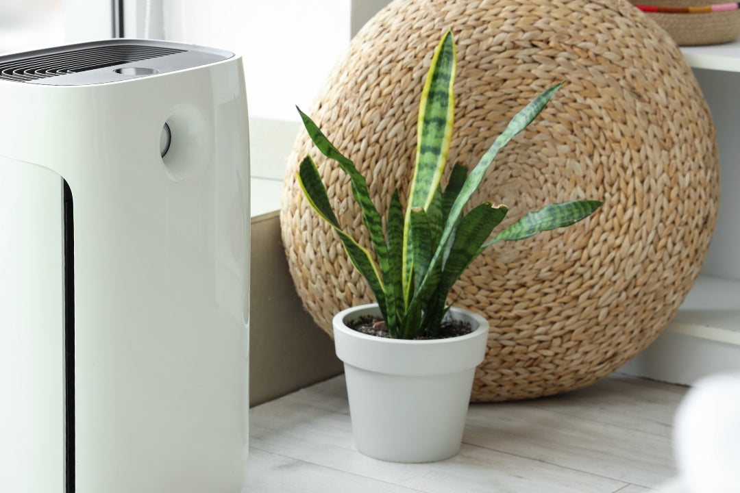 Breathe Easy With Natural Air-Purifiers
