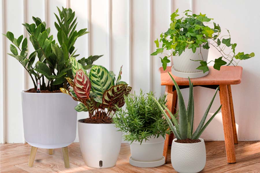 Mental boosters with plants