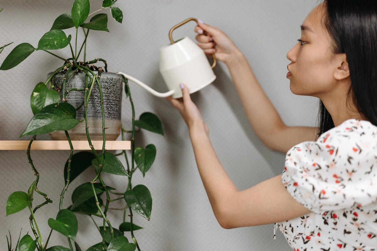 Overwatering VS Underwatering