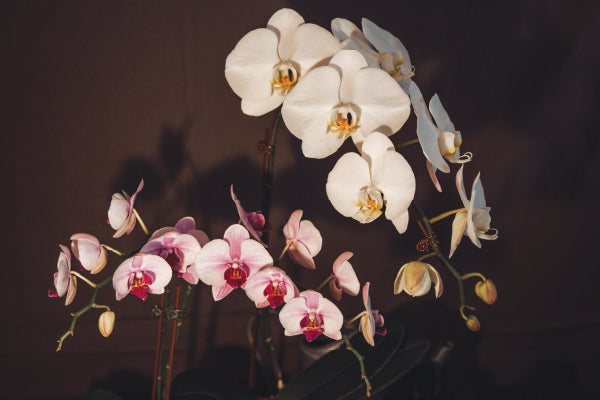 Get to Know: Phalaenopsis