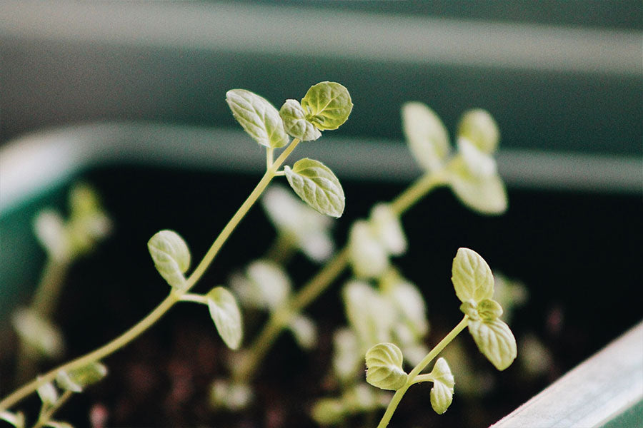 Guide To Growing Seeds