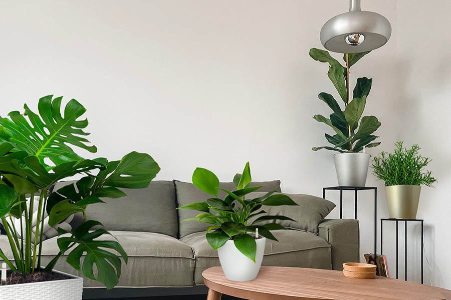 Stay Home With Plants