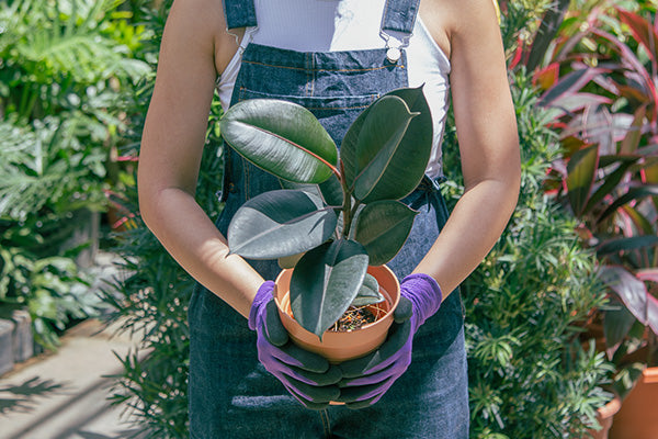 3 Simple Practices for Sustainable Gardening