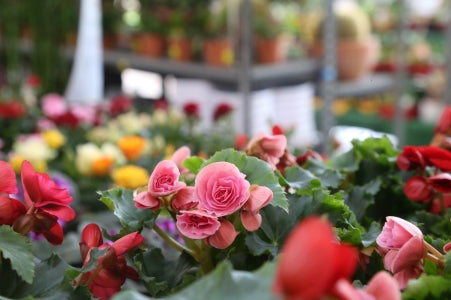 Places to go to make this Mother's Day EXTRA special