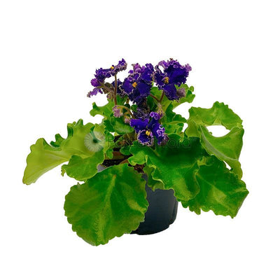 *SALE - $4.90* AFRICAN VIOLET ASSORTED P10.5C (YG/JH/PR/SH) S/O $4.90