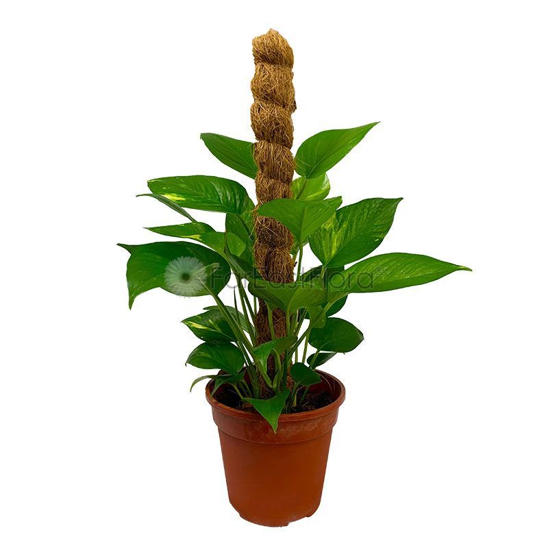 MONEY PLANT 2FT W/MOSS STICK (CJ)