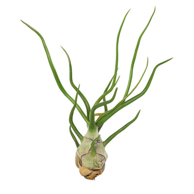 T. BULBOSA Medium (Height 12.5 cm)