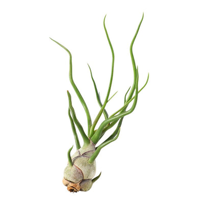 T. BULBOSA Medium (Height 12.5 cm)