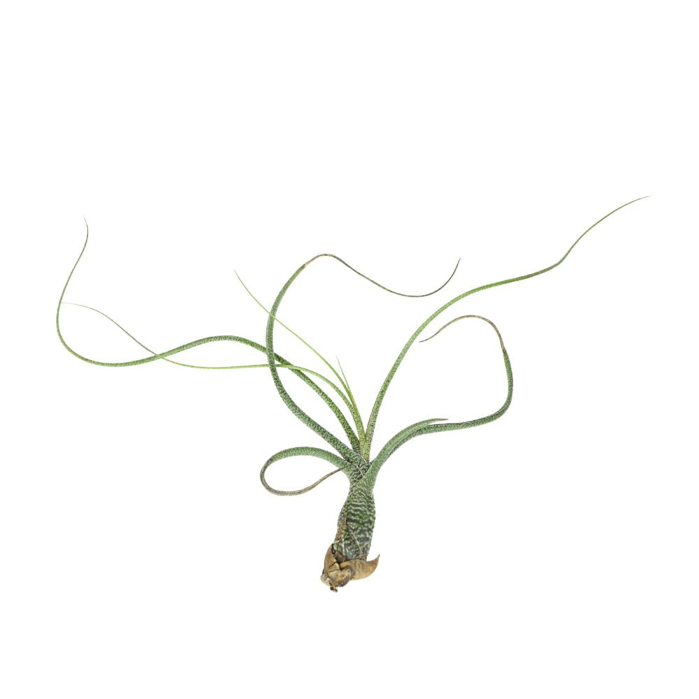 T. BUTZII Medium (Height 21.5 cm)