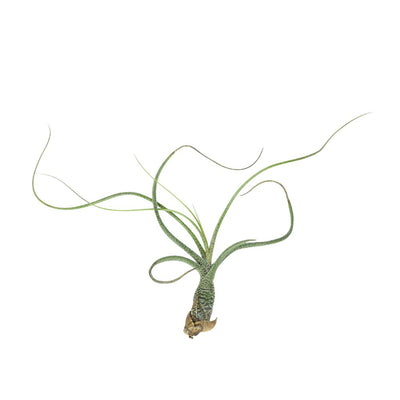 T. BUTZII Medium (Height 21.5 cm)