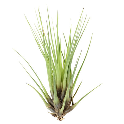 T. MELANOCRATER TRICOLOR Medium (Height 17.5 cm)