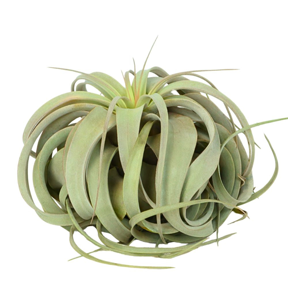 T. XEROGRAPHICA (CITES) Small (Width 15 cm)