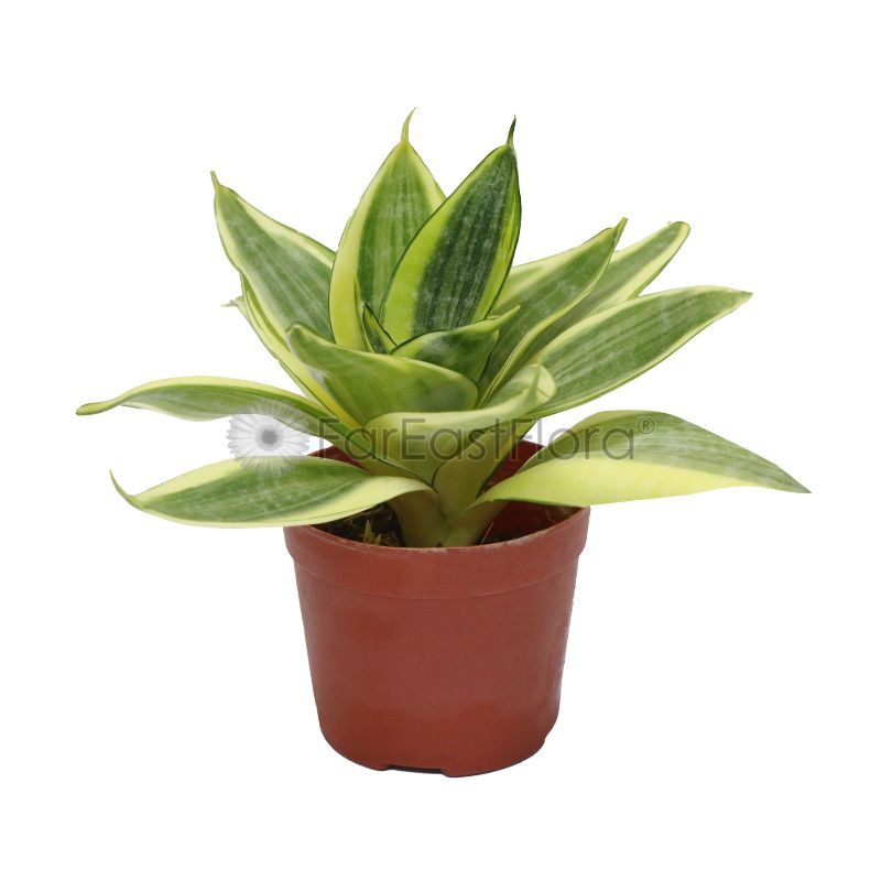 SANSEVIERIA VARIEGATED P9C 美叶虎皮兰 (TB/HF/AW)