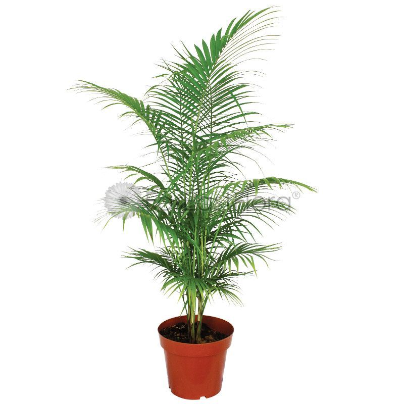 JAVA PALM P/B 3FTOH (YN)