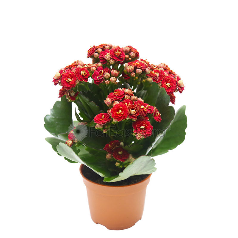 KALANCHOE ASSORTED P10.5C (PR)