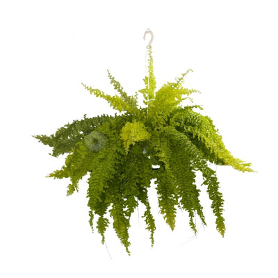 BOSTON FERN GOLDEN P22C (SH)