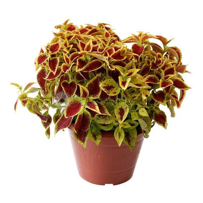 COLEUS GP260/GP622 (YX)