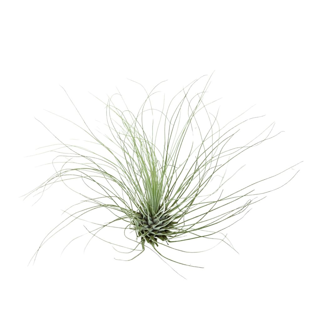 T.FUCHSII (ARGENTEA) Extra Large (Width 12.5 cm)