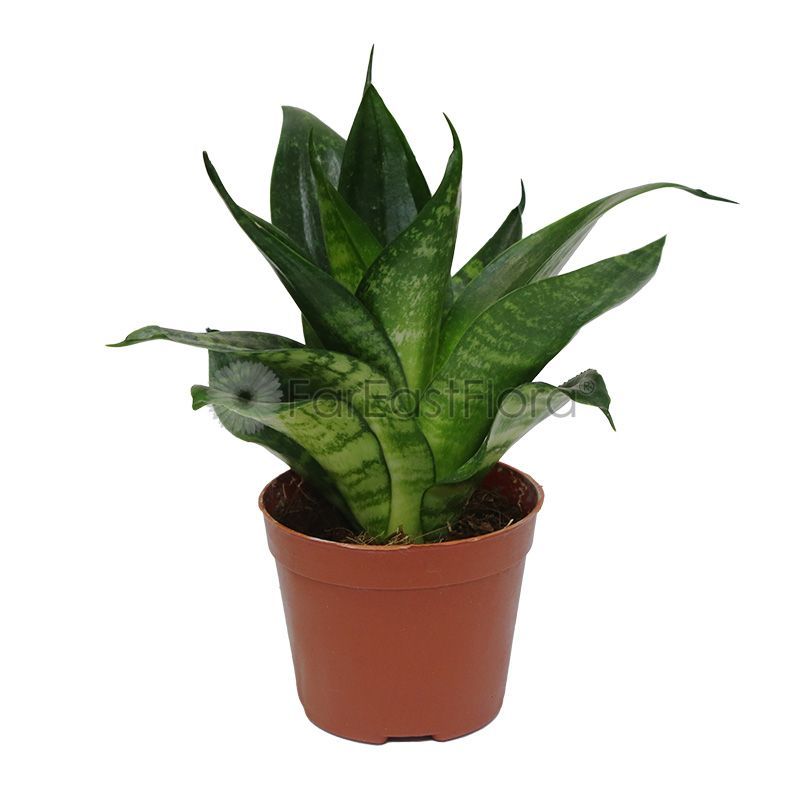SANSEVIERIA GREEN P9C 青叶虎皮兰 (TB/HF/AW)